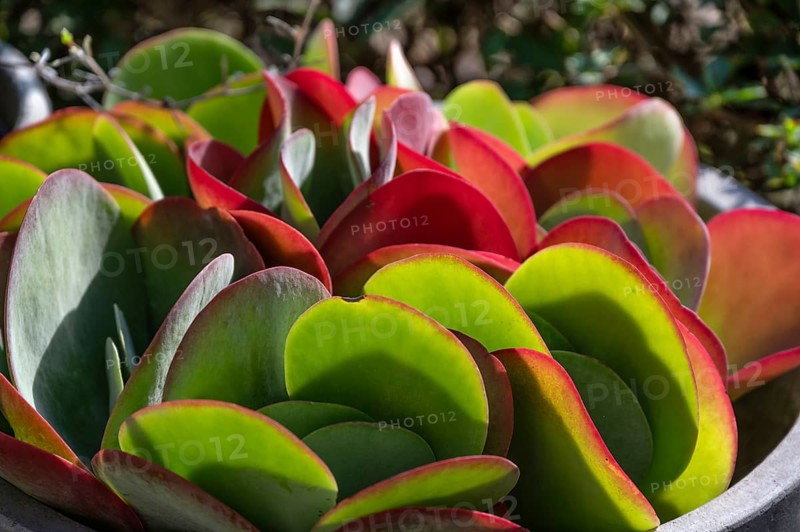 Leaves of the fat hen (Sedum), Bavaria, Germany