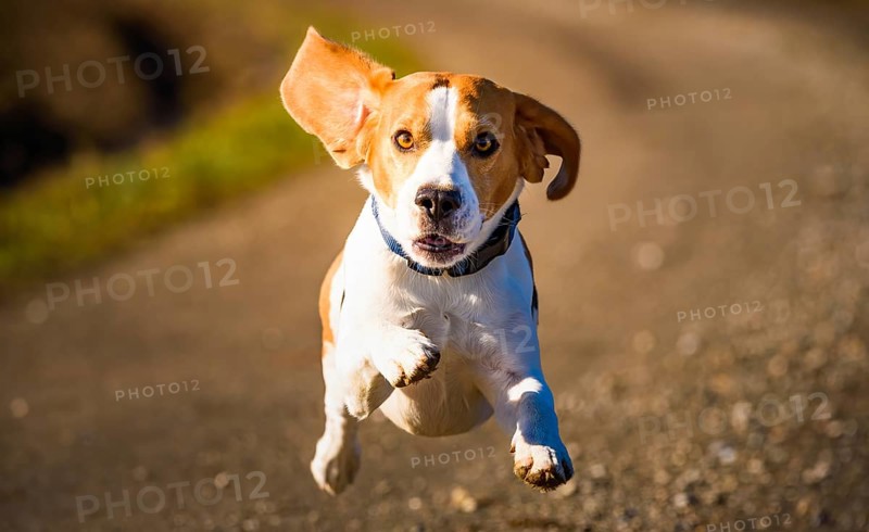 A beagle flying down the path with ears flapping in daylight, Graz, Austria