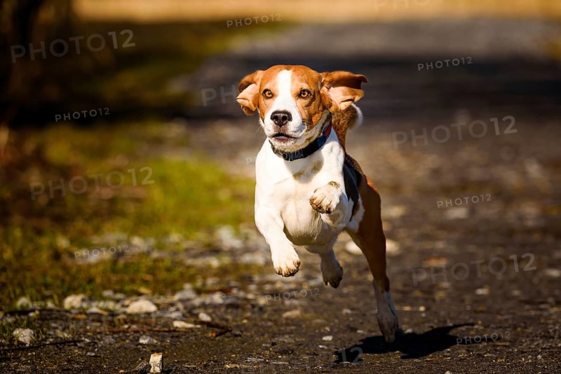 A beagle energetically running on a sunny road, Graz, Austria