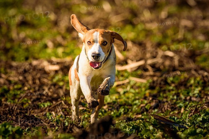 Beagle energetically running through a field, conveying a sense of vitality, Graz, Austria