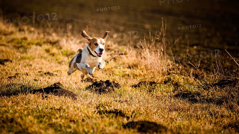 A spirited beagle leaping through an autumn field, Graz, Austria