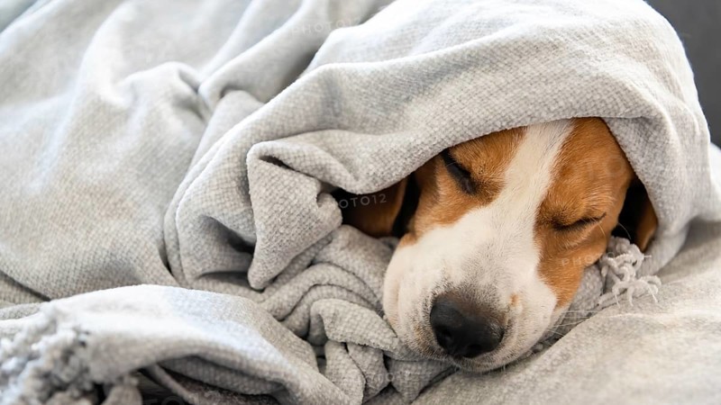 Beagle resting peacefully under a cozy blanket, creating a restful atmosphere, Graz, Austria