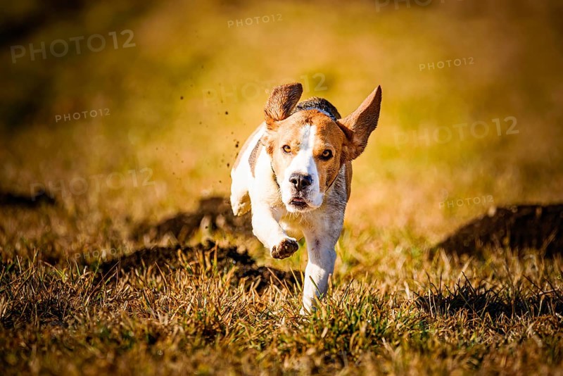 A beagle dashing forward in a sunny, grassy area, Graz, Austria