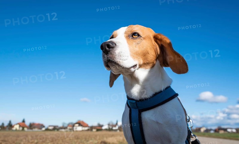 Beagle in a field on a sunny day, appearing focused and alert, Graz, Austria