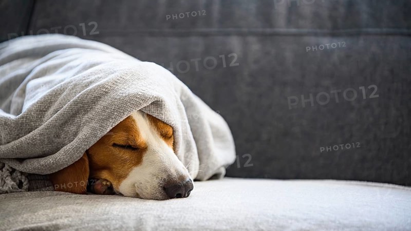 Beagle peacefully sleeping under a blanket, evoking a cozy atmosphere, Graz, Austria