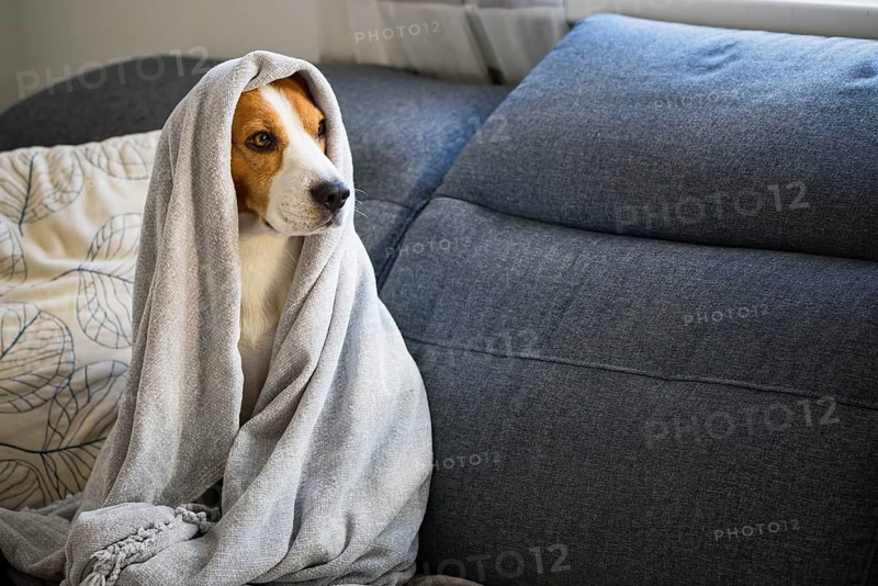 Beagle wrapped in a blanket indoors, giving a sense of relaxation and coziness, Graz, Austria