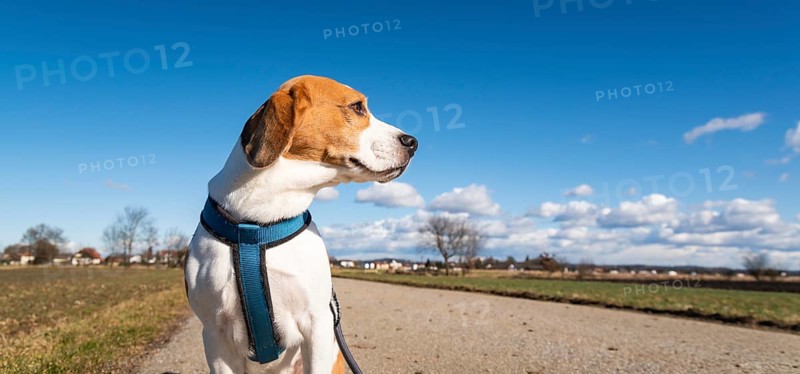 Beagle gazes off into the distance on a scenic countryside path beneath a clear sky, Graz, Austria