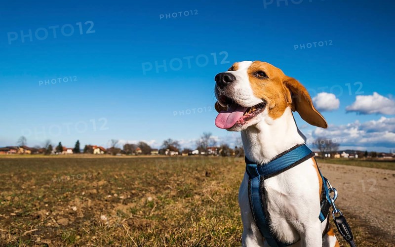 Happy beagle with leash pants joyfully in a field beneath a bright blue sky, Graz, Austria