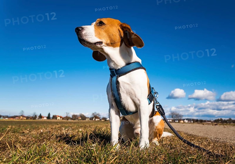 Beagle sits calmly on grass in a countryside setting under a clear blue sky, Graz, Austria