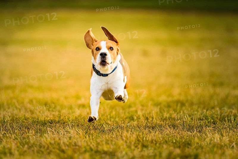 Focused beagle running energetically across a sun-drenched field, Graz, Austria