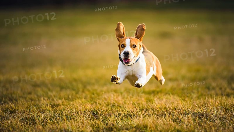Beagle in mid-air with upright ears on a sunlit grassy field, Graz, Austria