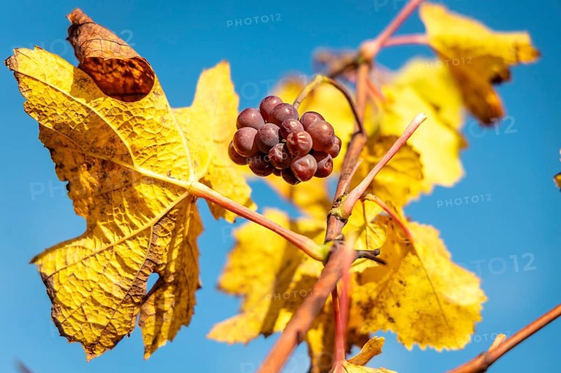 Grapes on a vine with autumn colours pictured in Eguisheim, a village along the Route des Vins in Alsace, France