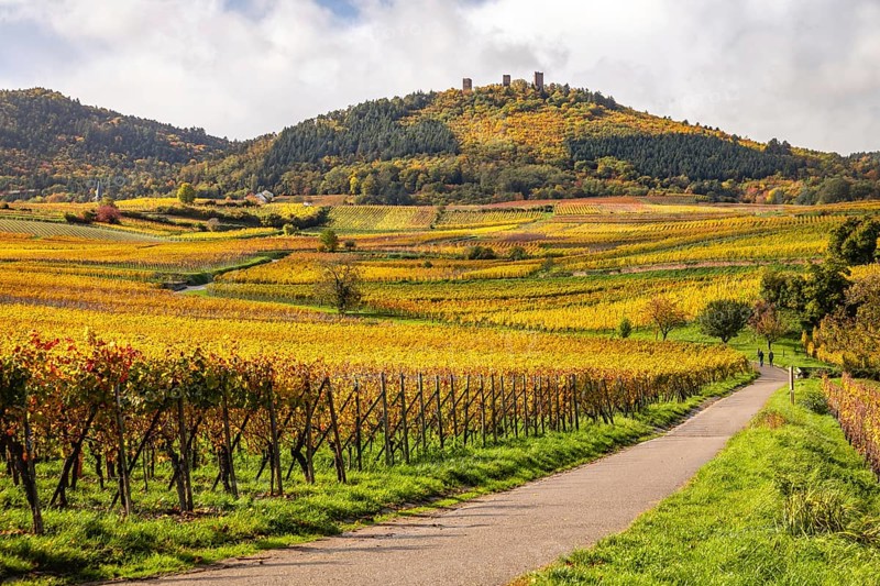 Vineyards along the Route des vins with autumn colors, Eguisheim, Alsace, France