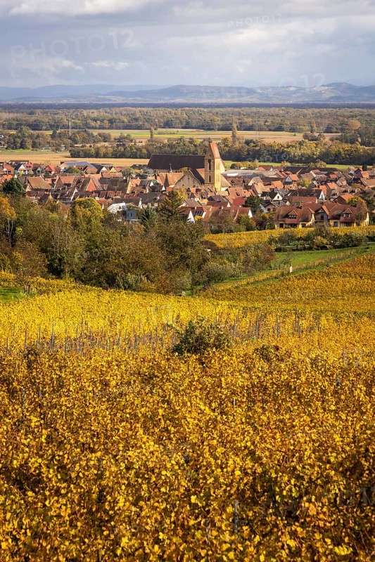 The village of Eguisheim along the Route des vins with vineyards and their autumn colors, Alsace, France