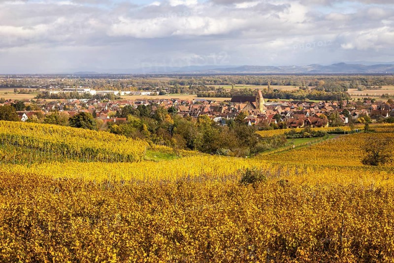 The village of Eguisheim along the Route des vins with vineyards and their autumn colors, Alsace, France