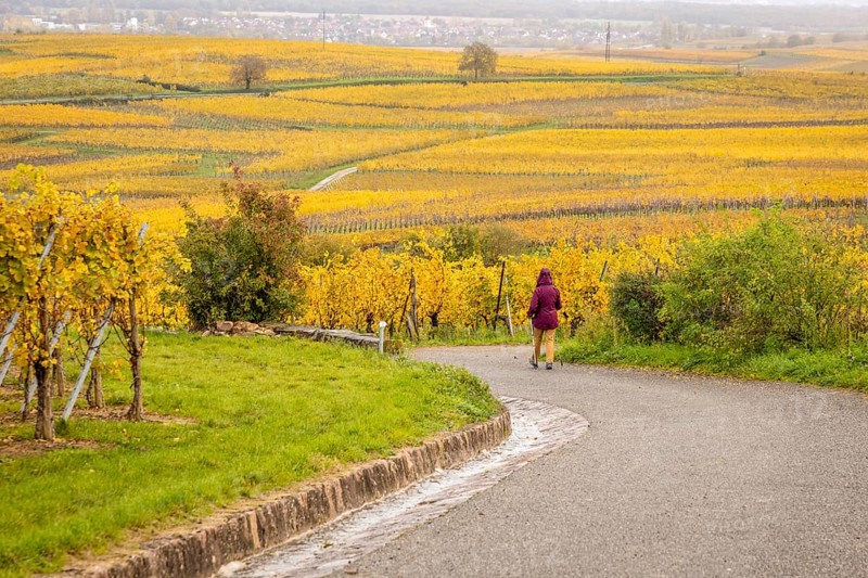 A lady is walking in the middle of vineyards along the Route des vins with autumn colors, Eguisheim, Alsace, France