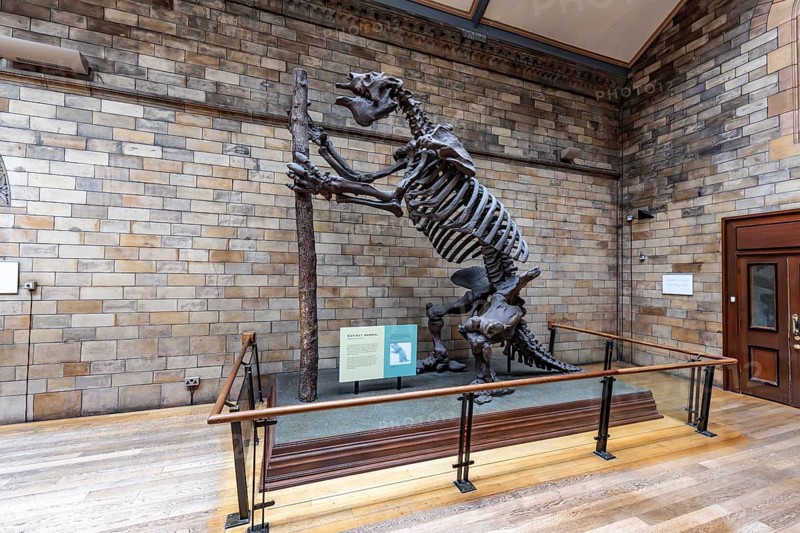 London, United Kingdom - 15 May 2025: Massive prehistoric megatherium skeleton in the Natural History Museum