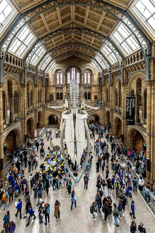 London, United Kingdom - 15 May 2025: Crowds of people gather beneath the famous hanging whale named hope in the Natural History Museum