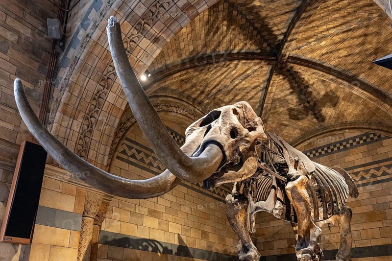 London, United Kingdom - 15 May 2025: Mammoth fossil in Natural History Museum of London