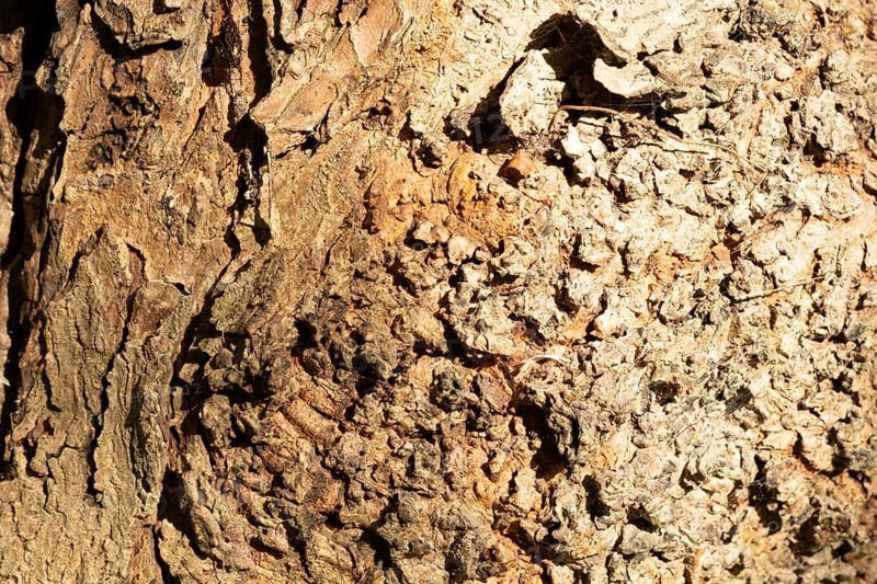 Raesfeld, NRW, Germany, Distressed tree bark showing rough texture, brown tones, and organic patterns