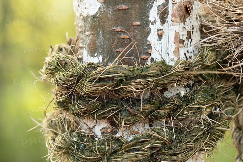 Raesfeld, NRW, Germany, Old rope with moss binding tree bark, creating a strong contrast and texture