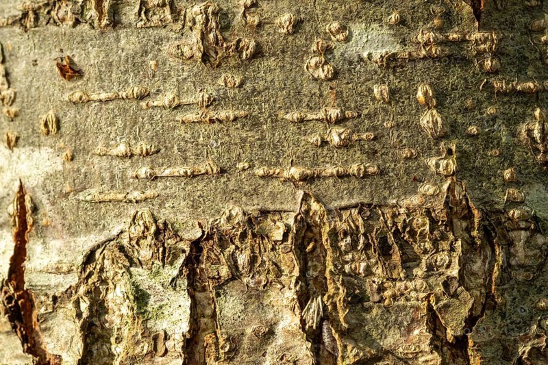 Raesfeld, NRW, Germany, Close up showing natural detailed tree bark texture