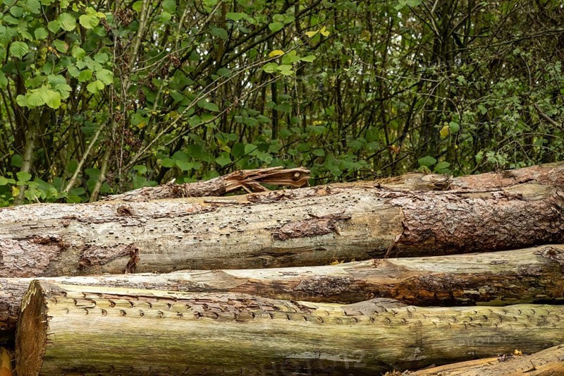 Raesfeld, NRW, Germany, Stacked timber logs showing textured bark and patterns from logging in a forest
