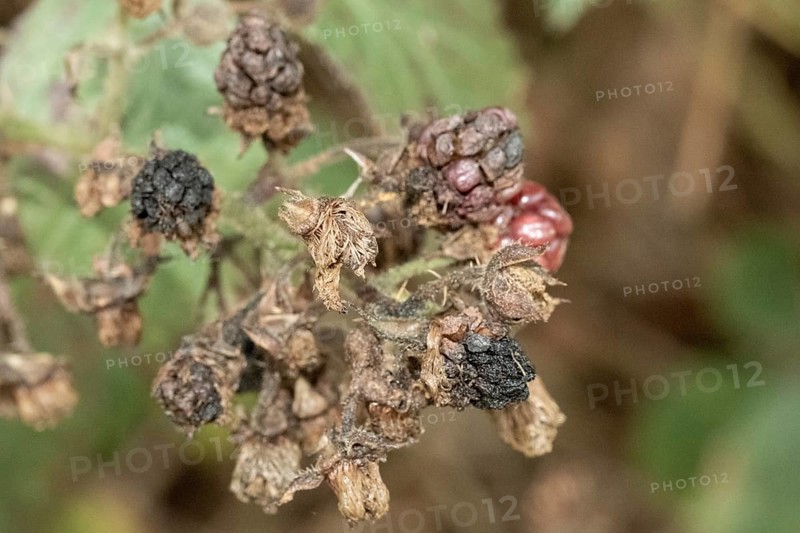 Borken, NRW, Germany, Decaying blackberries on a thorny bush showing the process of decomposition and end of season