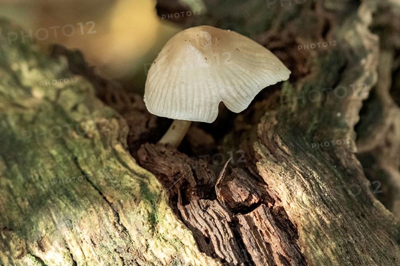 Borken, NRW, Germany, Small mushroom growing on rotting log, highlighting decomposition in nature