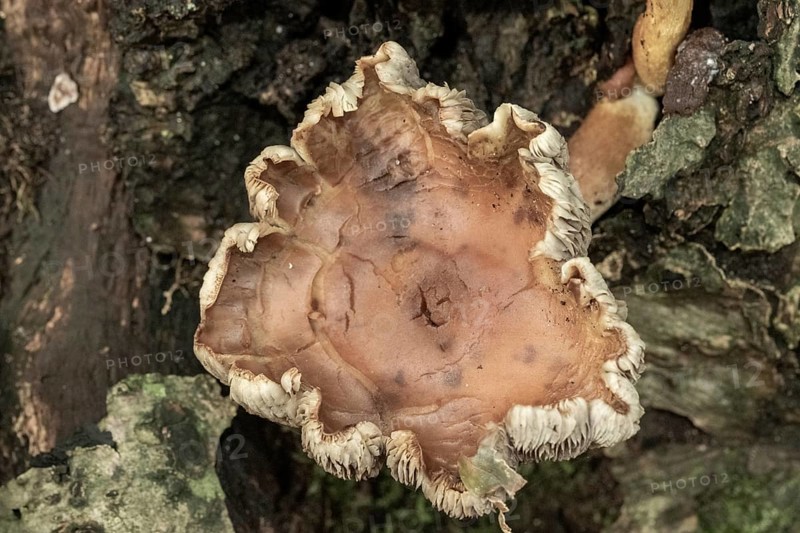 Borken, NRW, Germany, Fungus decaying tree bark, showing natural patterns and textures outdoors