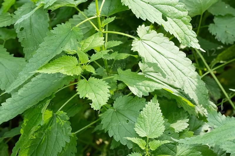 Borken, NRW, Germany, Stinging nettle, urtica dioica, growing densely in its natural habitat, showing green leaves