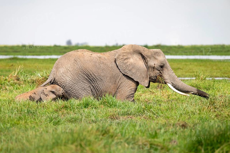 African elephant (Loxodonta africana), mother and young in Longinye Swamp, Amboseli National Park, Rift Valley Province, Kenya