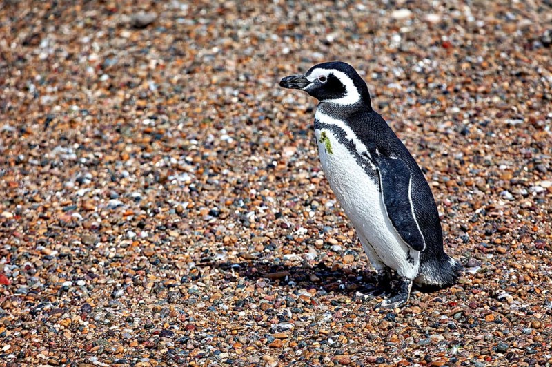 Single penguin on gravelly ground, The Magellanic Penguin (Spheniscus magellanicus) from Punta Tombo in Argentina