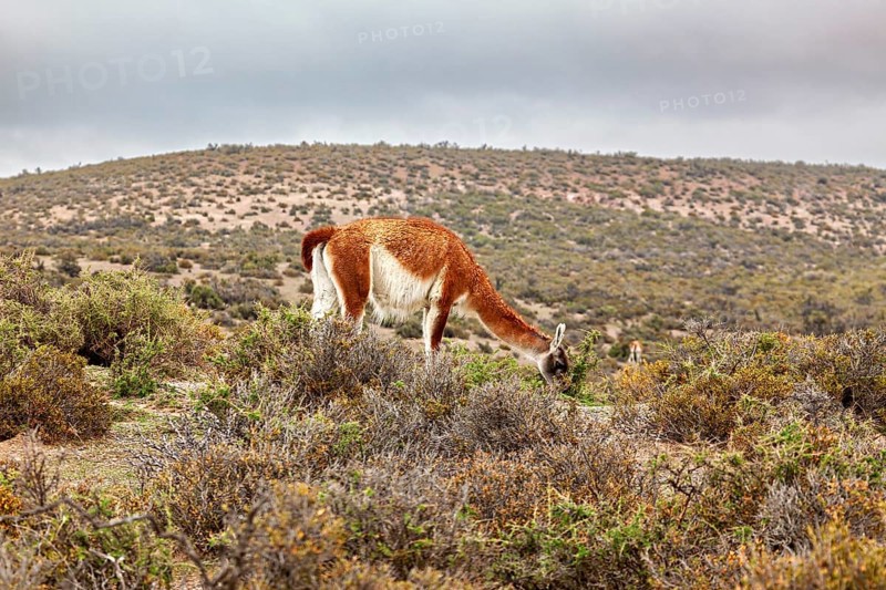 A guanaco grazes in a hilly landscape under a cloudy sky, wild guanaco (Llama guanicoe) on the Valdes Peninsula in Argentina