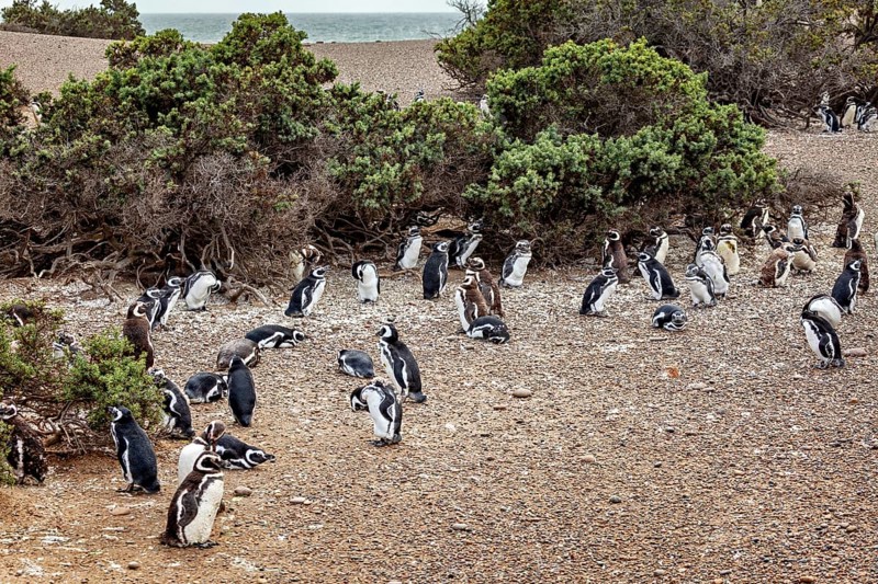 Large penguin colony next to shrubs and on the coast, The Magellanic Penguin (Spheniscus magellanicus) from Punta Tombo in Argentina
