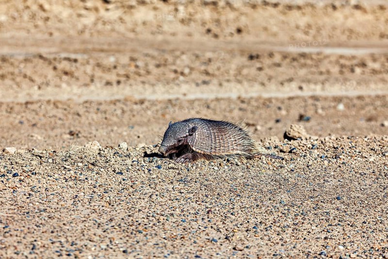An armadillo lies on a sandy ground in the desert, the brown-bristled armadillo (Chaetophractus villosus) of the Valdes Peninsula in Argentina