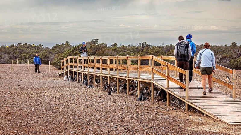 People walking on a jetty in a dry coastal landscape, The Magellanic Penguin (Spheniscus magellanicus) from Punta Tombo in Argentina