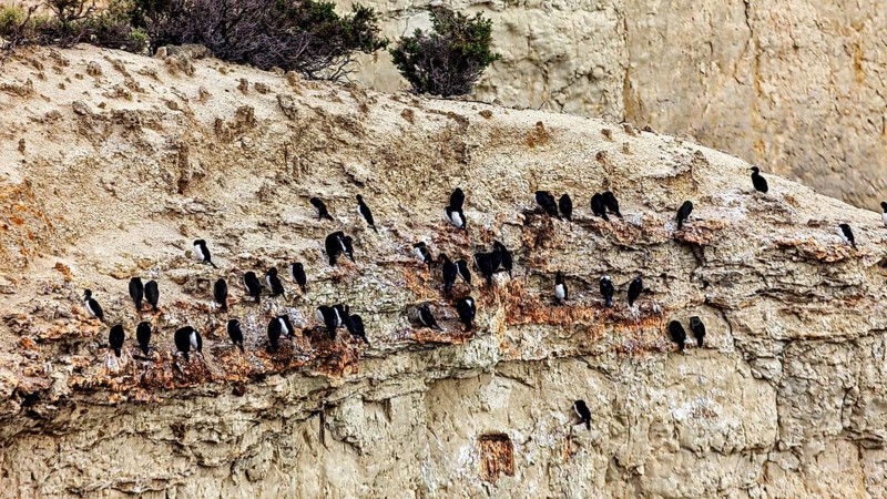 Cormorant colony on eroded cliffs, natural wilderness atmosphere, the rock scar (Leucocarbo magellanicus) of the Valdes Peninsula in Argentina