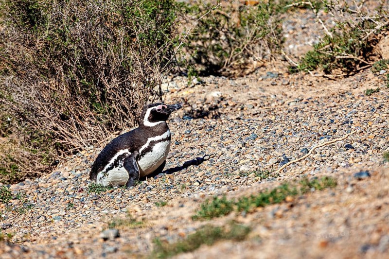 A single penguin sits quietly on earthy ground surrounded by shrubs, The Magellanic Penguin (Spheniscus magellanicus) from Punta Tombo in Argentina