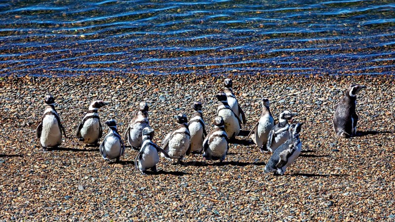 A group of penguins gather on a gravelly beach with water in the background, The Magellanic Penguin (Spheniscus magellanicus) from Punta Tombo in Argentina