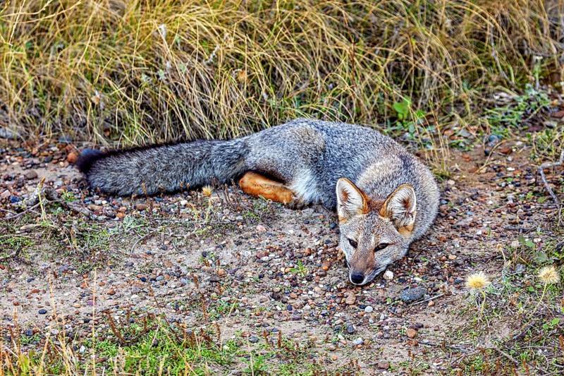 A fox lies relaxed on the ground, surrounded by nature and grasses, The Argentinean fighting fox (Lycalopex griseus)