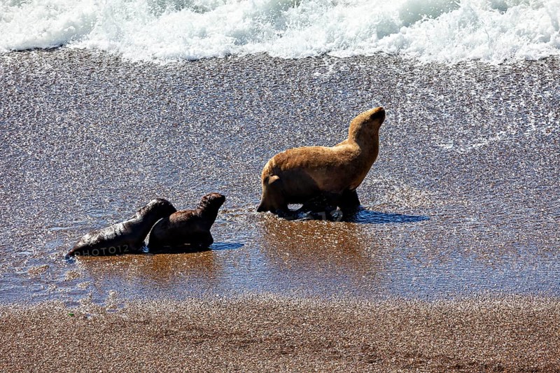 Three sea lions stand in shallow water at the edge of the coast, the maned seals (Otaria flavescens) on the beach of Peninsula Valdes in Argentina