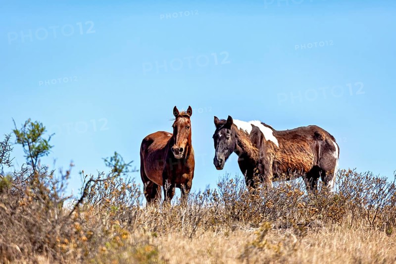 Two horses stand in an overgrown meadow under clear blue skies, The wild horses on the Valdes Peninsula in Argentina