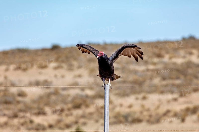 A vulture with spread wings sits on a wire fence in a barren desert landscape, turkey vultures (Cathartes aura) on the Valdes Peninsula in Argentina
