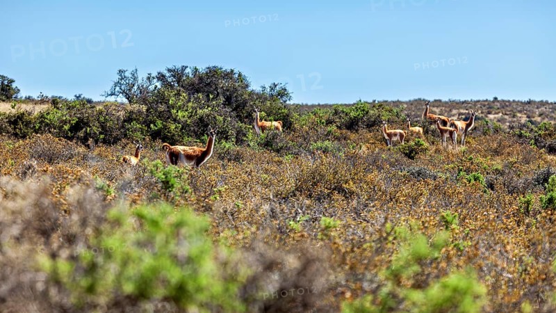 A flock of guanacos grazes in a vast, vegetated desert landscape, wild guanaco (Llama guanicoe) on the Valdes Peninsula in Argentina