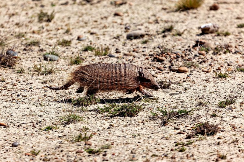 An armadillo moves through the desert on a dusty path, The brown-bristled armadillo (Chaetophractus villosus) of the Valdes Peninsula in Argentina