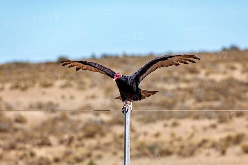 A vulture with spread wings sits on a wire fence in a barren desert landscape, turkey vultures (Cathartes aura) on the Valdes Peninsula in Argentina