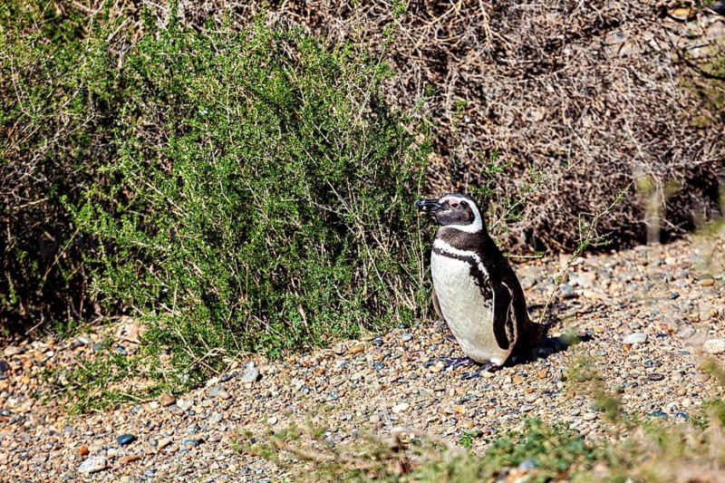A penguin stands next to green shrubs on gravelly ground, The Magellanic Penguin (Spheniscus magellanicus) from Punta Tombo in Argentina
