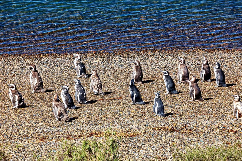 Penguins stand in various positions on a pebble beach close to the water, The Magellanic Penguin (Spheniscus magellanicus) from Punta Tombo in Argentina