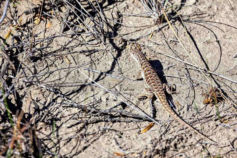 A lizard basks on dry sand among grasses and branches, a common mugwort lizard (Sceloporus graciosus) on the Valdes Peninsula in Argentina